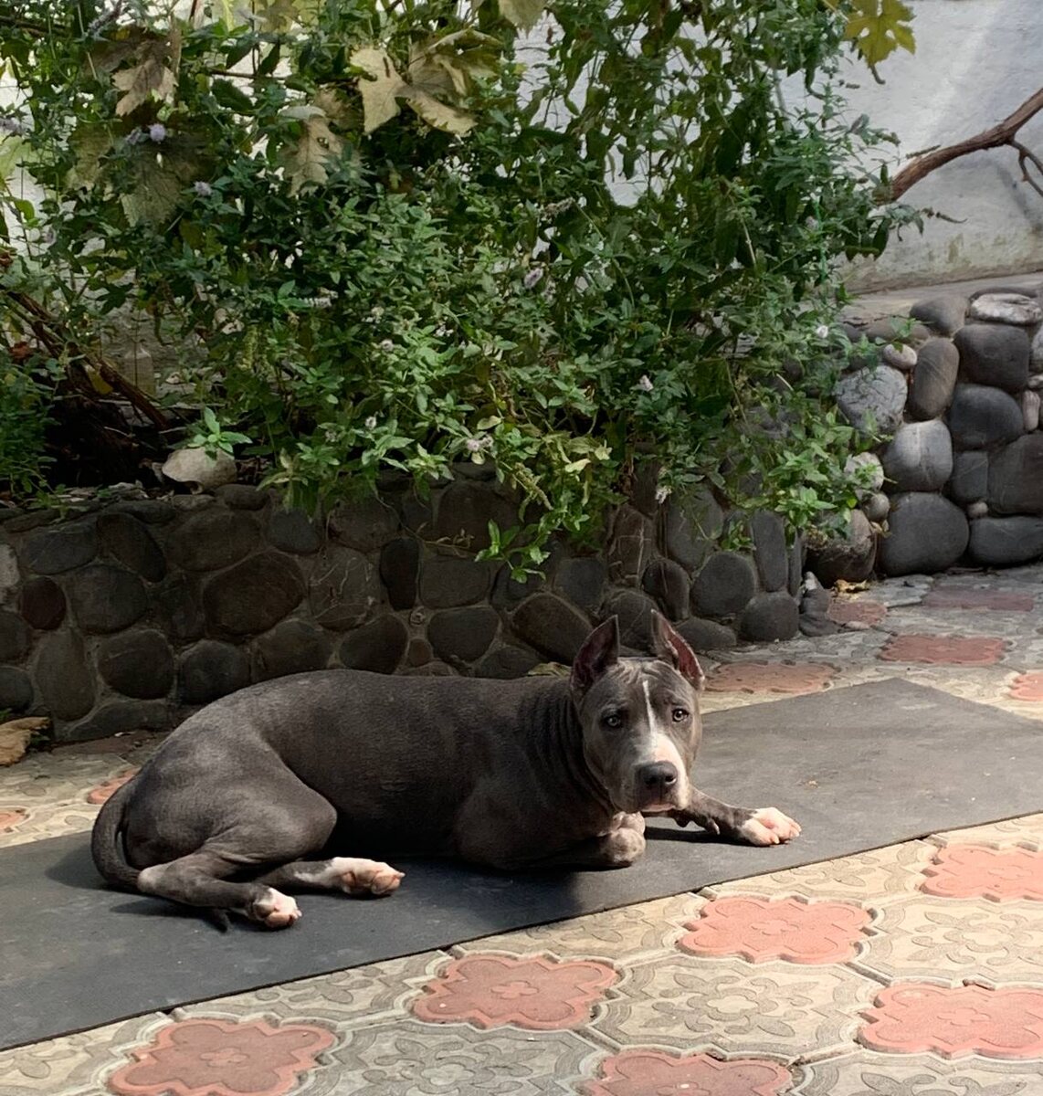 Для щенка любой коврик на полу ничем не отличается от пеленки 