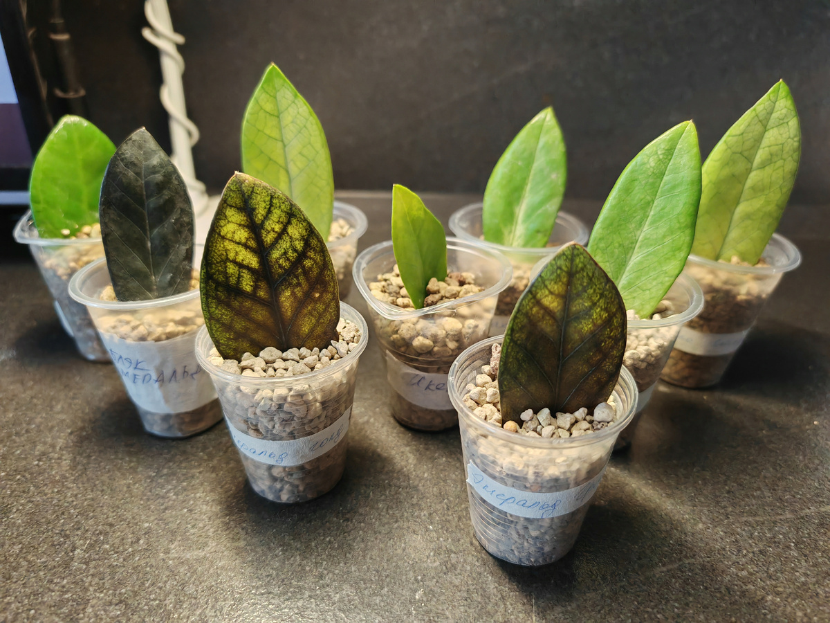 знакомьтесь, новички