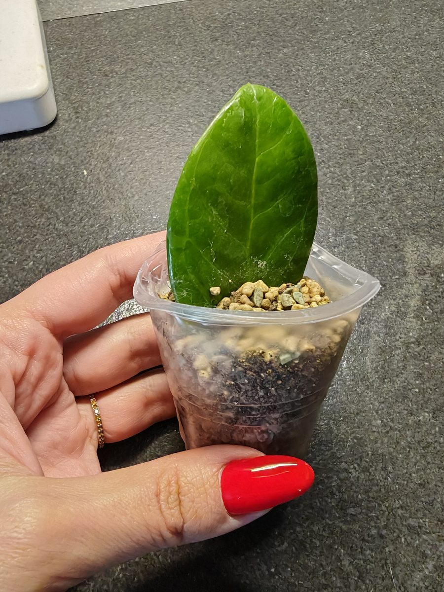 Замиокулькас Мидори / Zamioculcas Midori