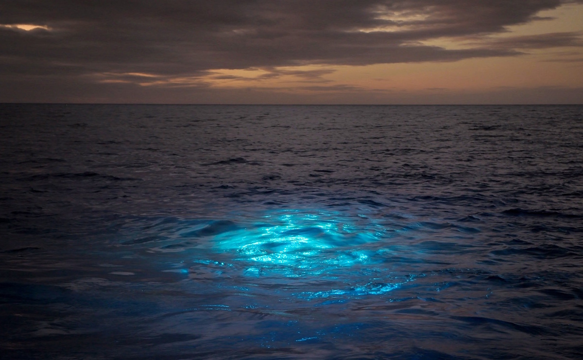 Это не был планктон. (Фото: schmidtocean.org).