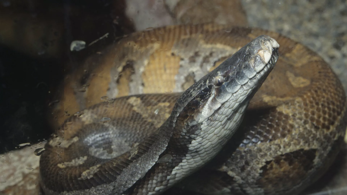 © photo: Sputnik / Andrey Solomonov