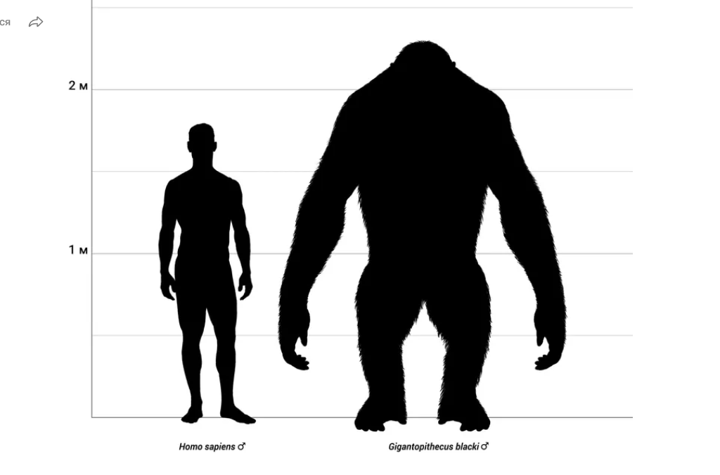 Гигантопитек в сравнении с человеков