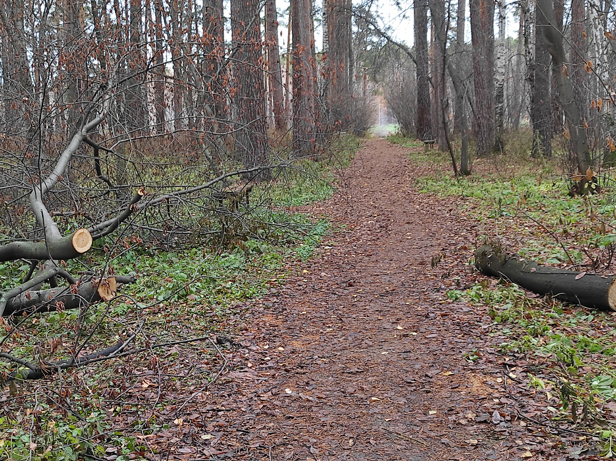Упавших деревьев в парке много, некоторые подолгу лежали поперек аллей, перегораживая проход