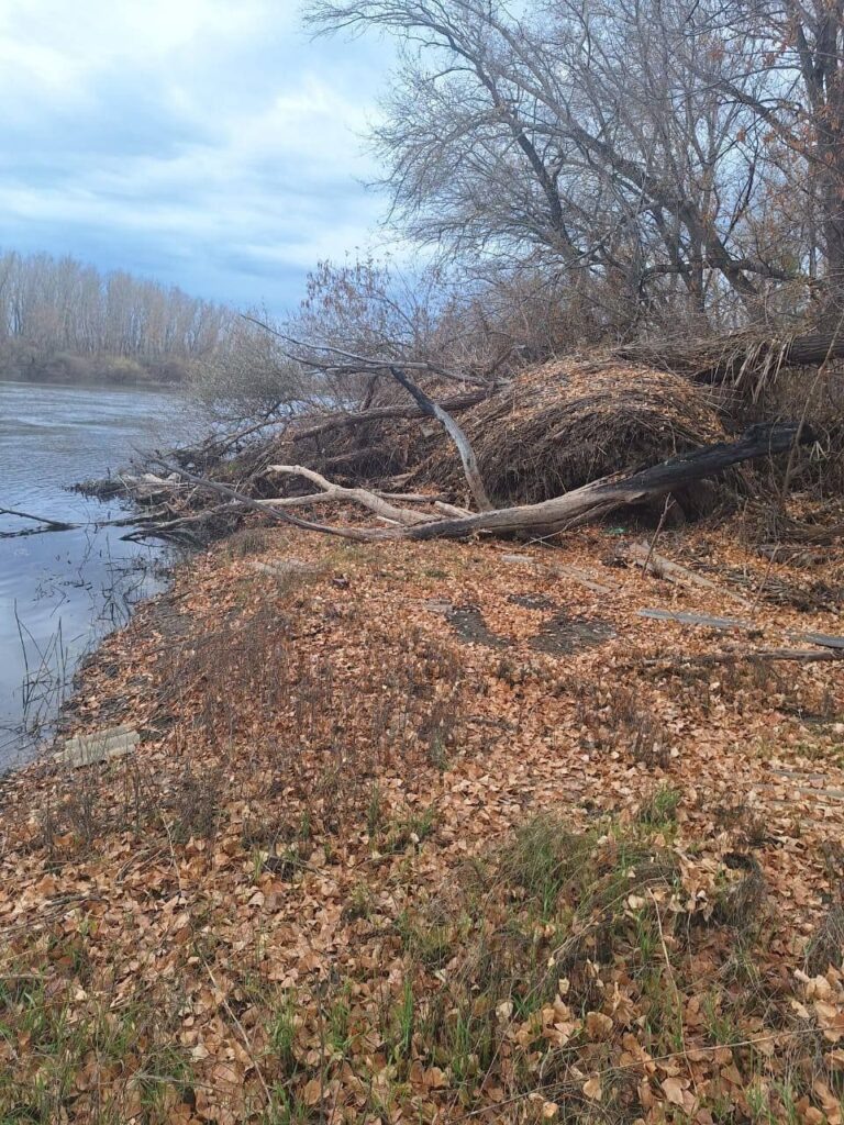     В Орске начали расчистку русла Урала Оренбуржье
📷    В Орске начали расчистку русла Урала Оренбуржье

