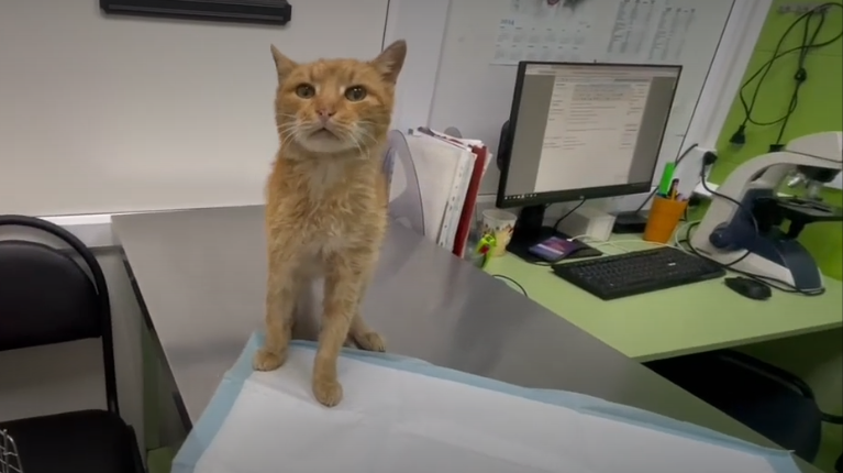 Как усыплять? Я не согласен, я жить хочу!