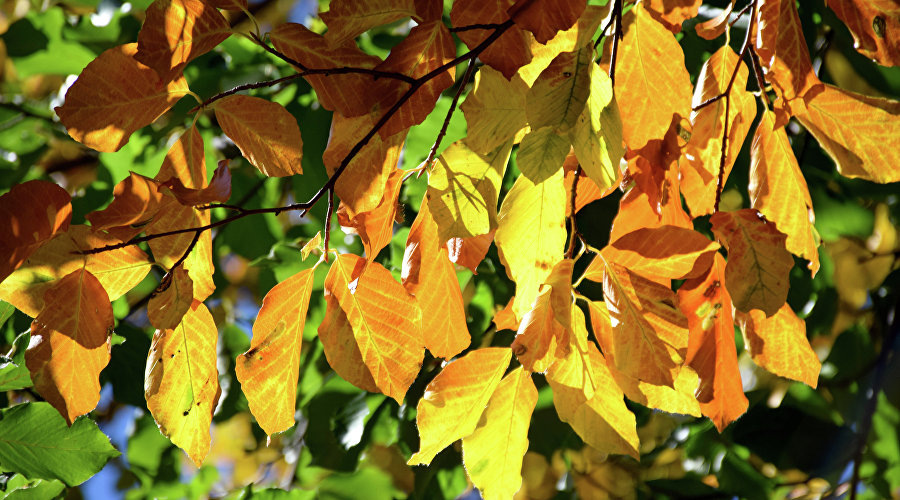 Осень в Крыму // Фото: Туристический портал Республики Крым, Светлана Мальцева