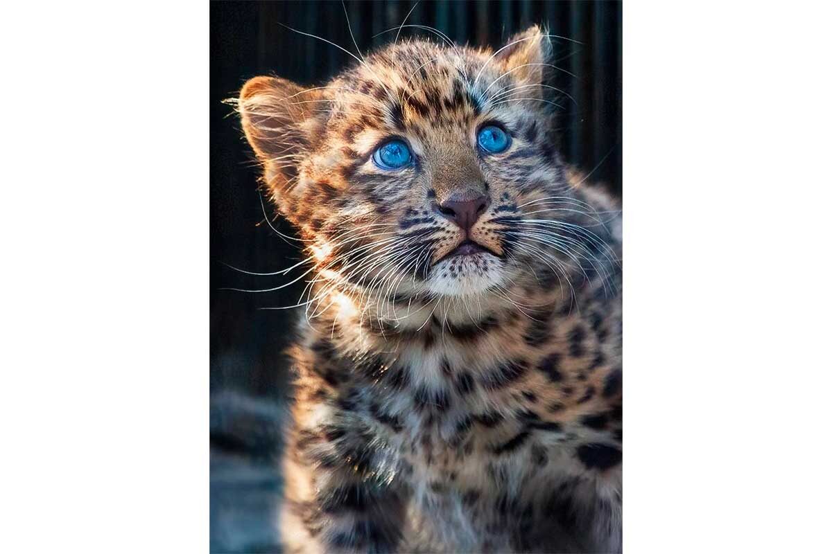 @nsk_zoo / Telegram📷Сейчас Хлоя ловко расправляется даже с крупными кусками угощений