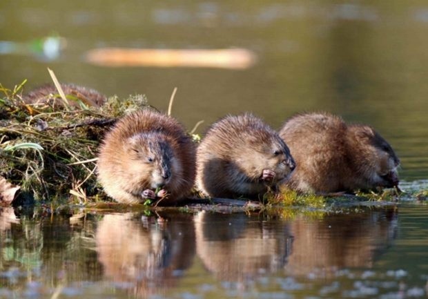 Тункинский нацпарк. Ондатры