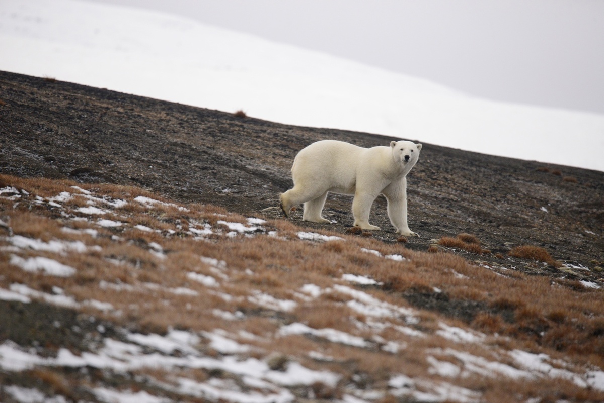 Белый медведь. Заповедник "Остров Врангеля"