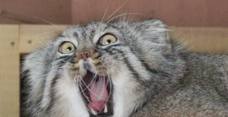 Манул, когда его захотели погладить: