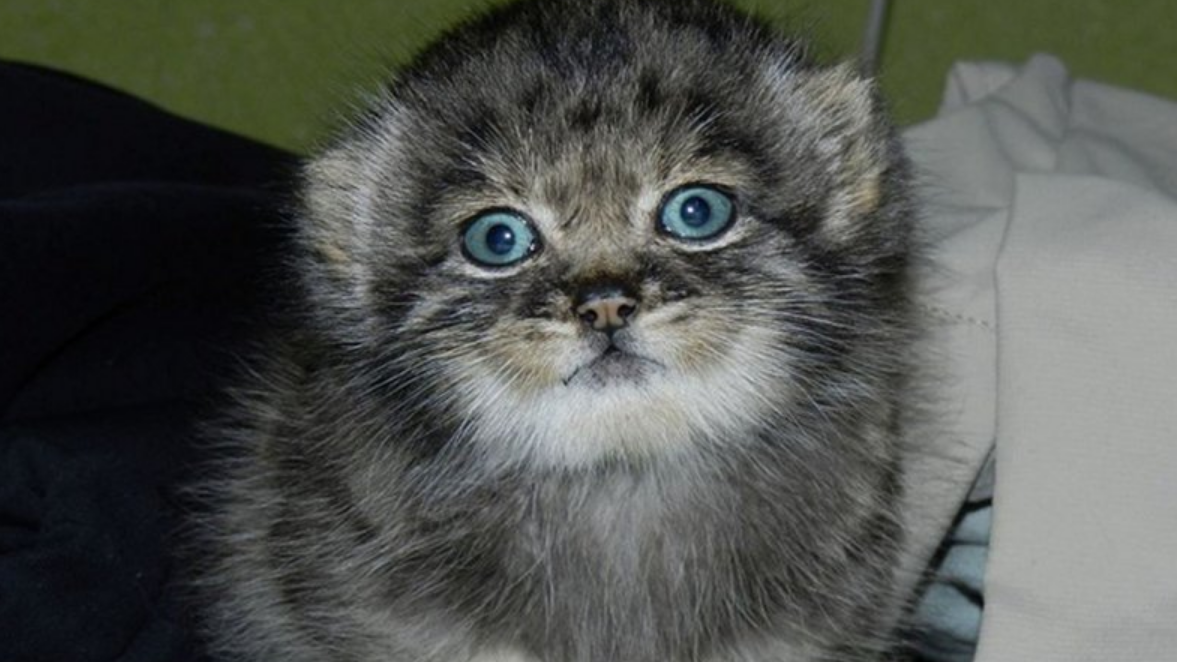 Котенок Мия