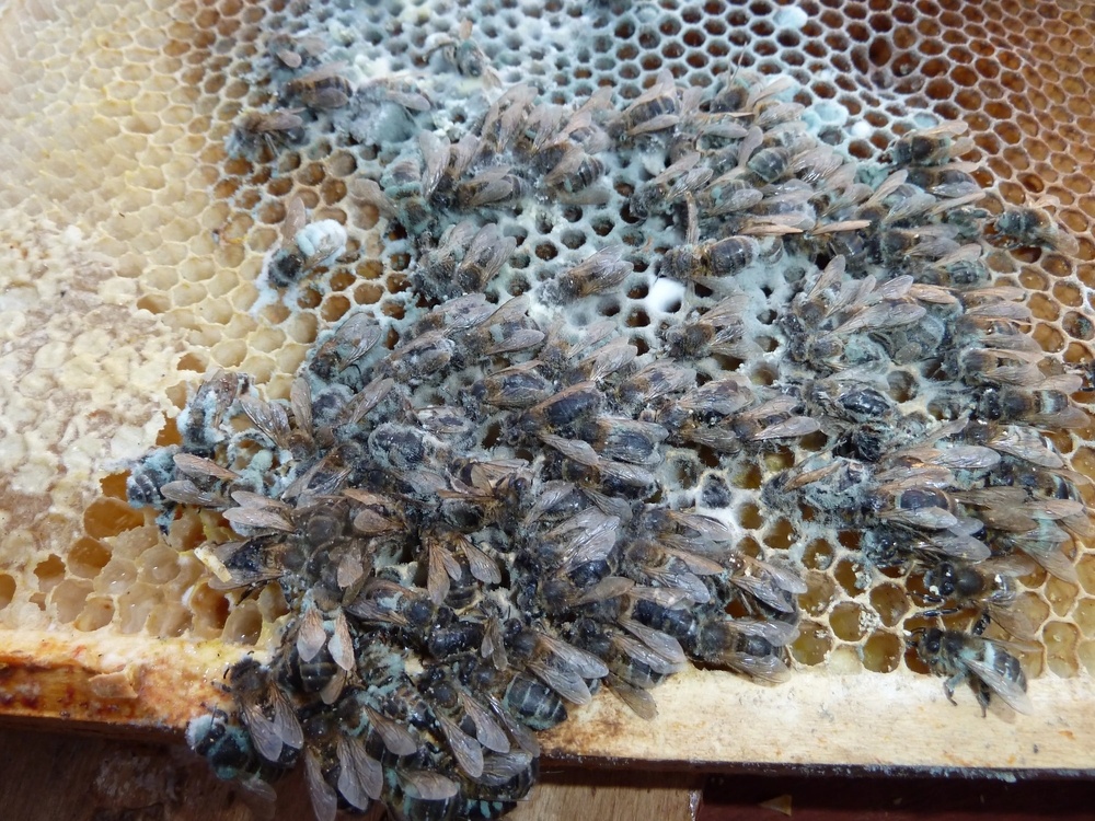 Нозематоз пчёл