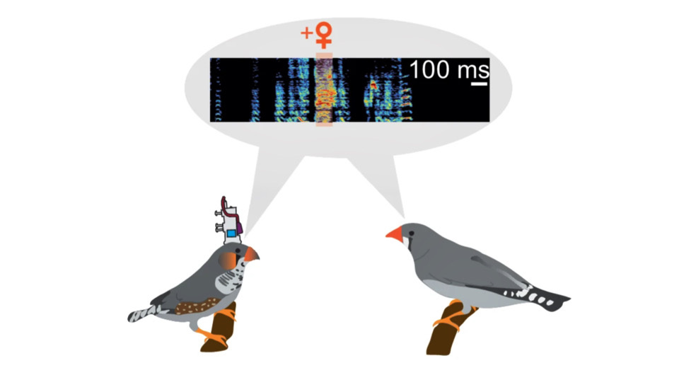   Linda Bistere et al. / Nature Communications, 2024