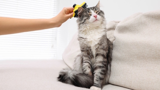    Уделите внимание своей кошке: вычесывание как способ проявления заботы Богдан Герцен