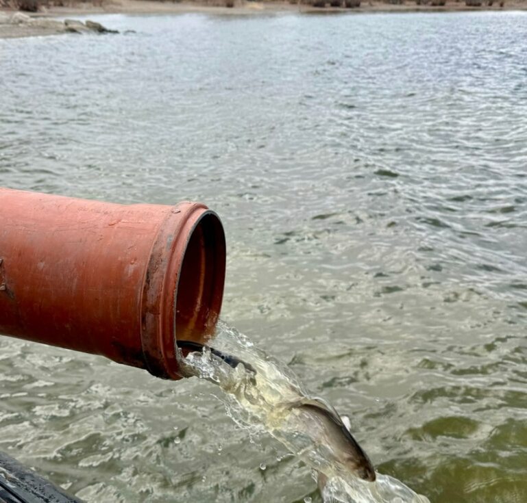    3,5 тысячи молоди толстолобика выпустили в Ириклинское водохранилище Белов Михаил Александрович