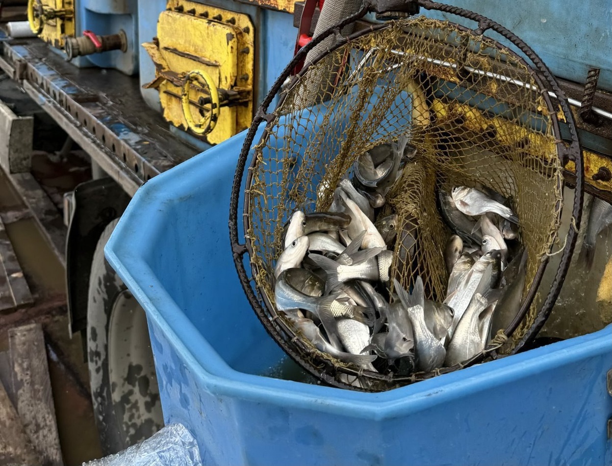  📷    3,5 тысячи молоди толстолобика выпустили в Ириклинское водохранилище Белов Михаил Александрович