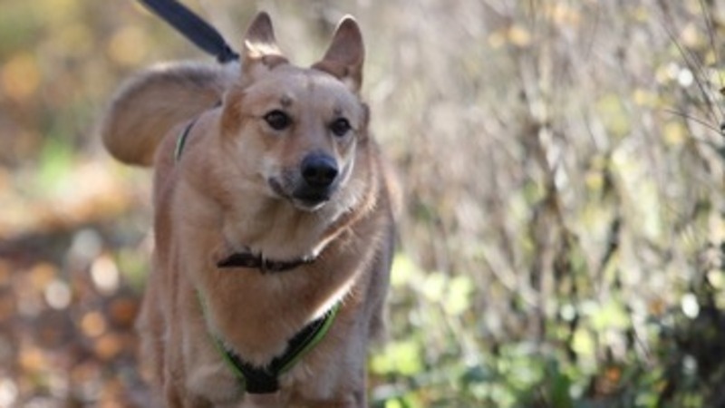      Фото: ИА «Победа26»