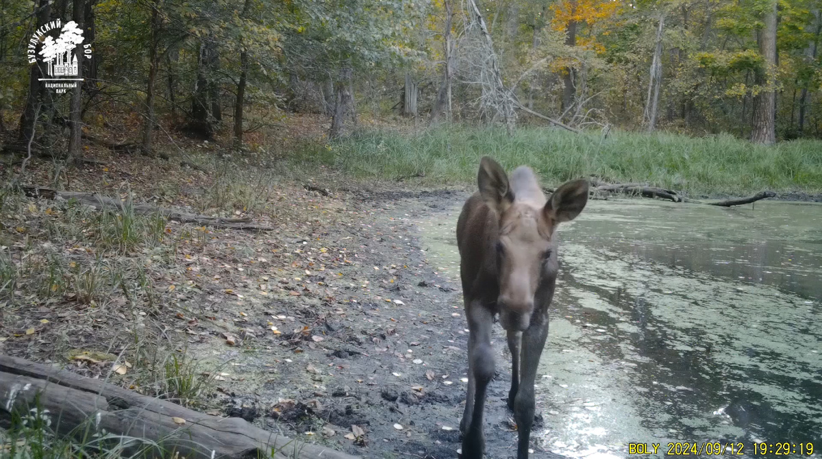   Зачем лосю «серьга»? В фотоловушку Бузулукского бора попался любопытный самец
