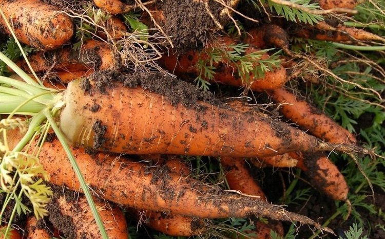    Средняя урожайность моркови на Ставрополье в этом году оценивается в 364 центнеров с гектара