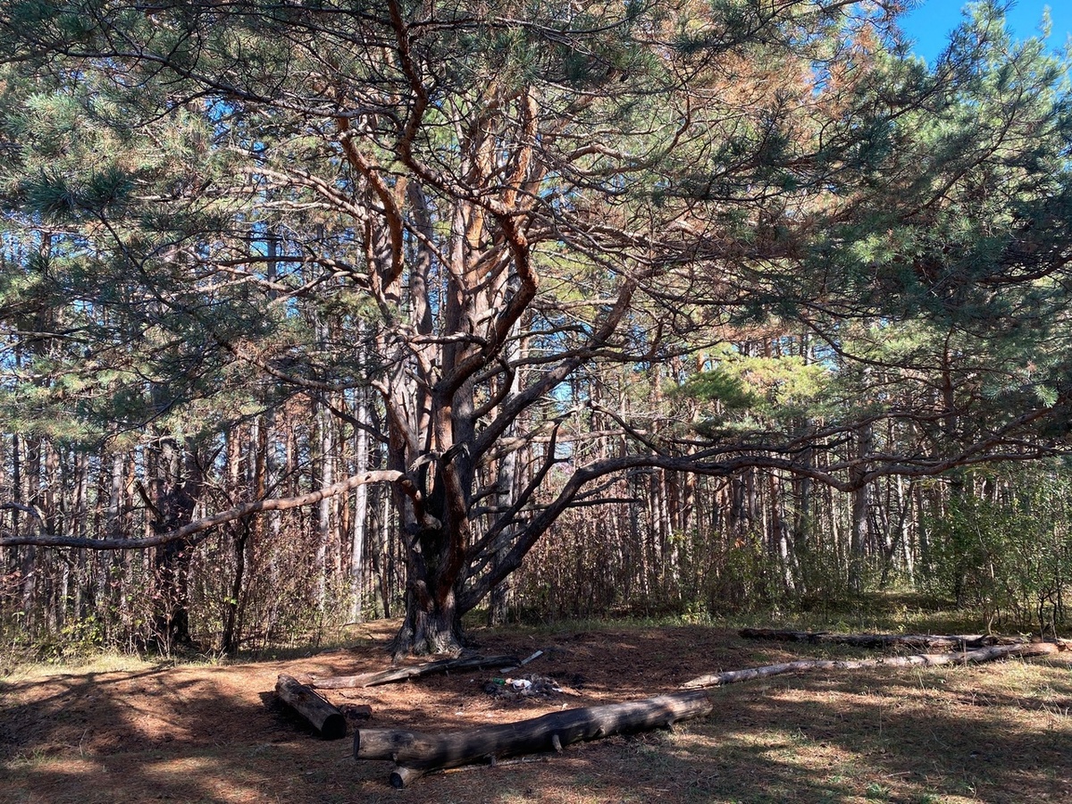 Раскидистая сосна, а под ней - кострище. В этих лесах очень много грибов можно собрать в сезон