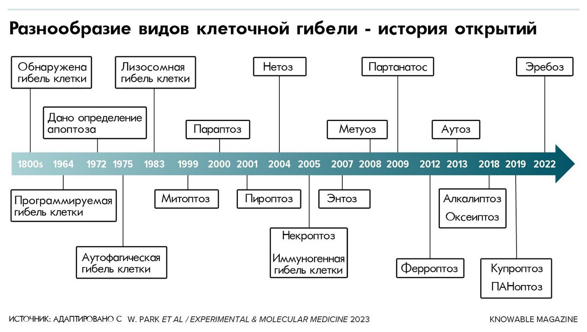 Идентификация новых форм клеточной гибели в последние годы ускорилась. 