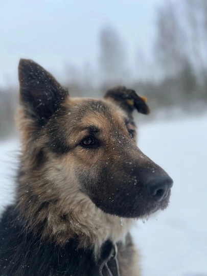 Харли