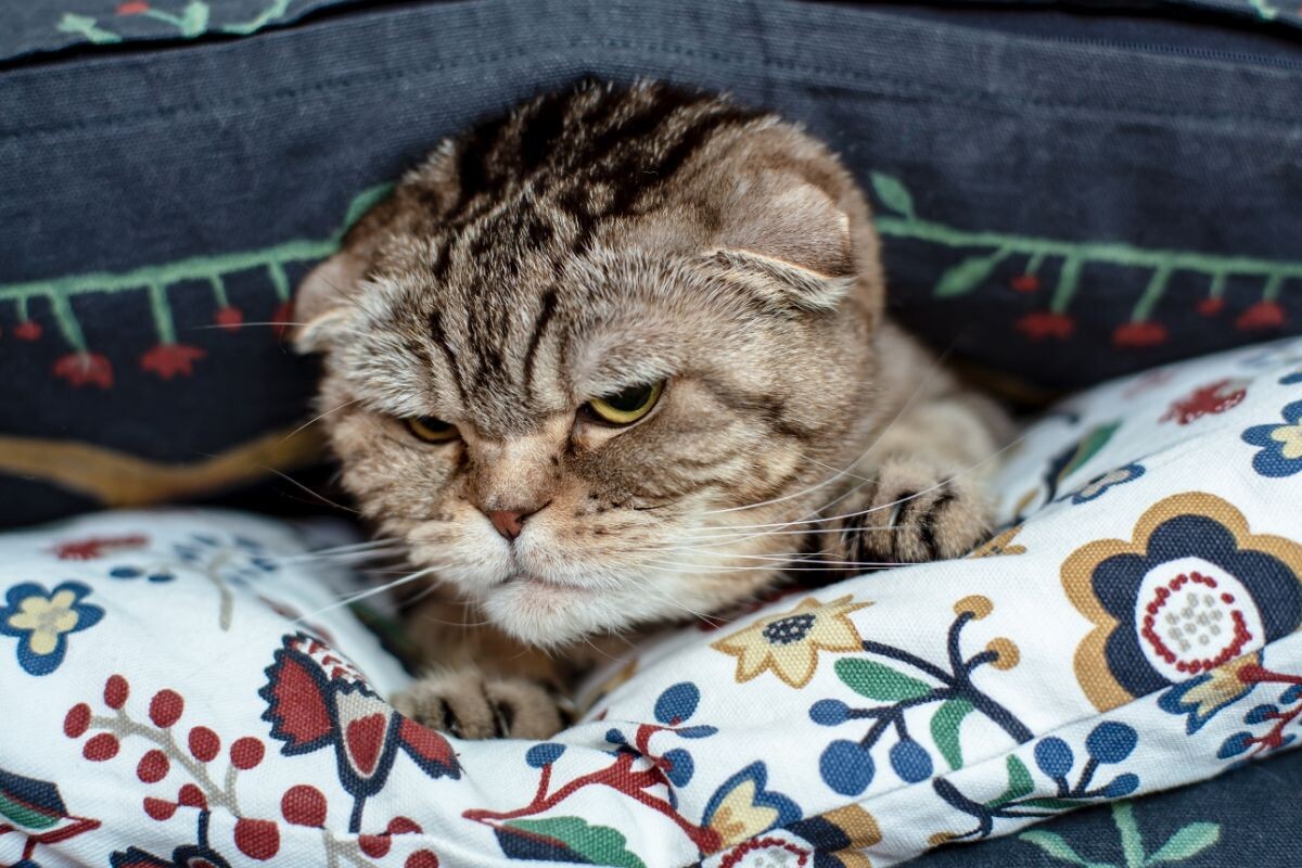 Недовольный котик