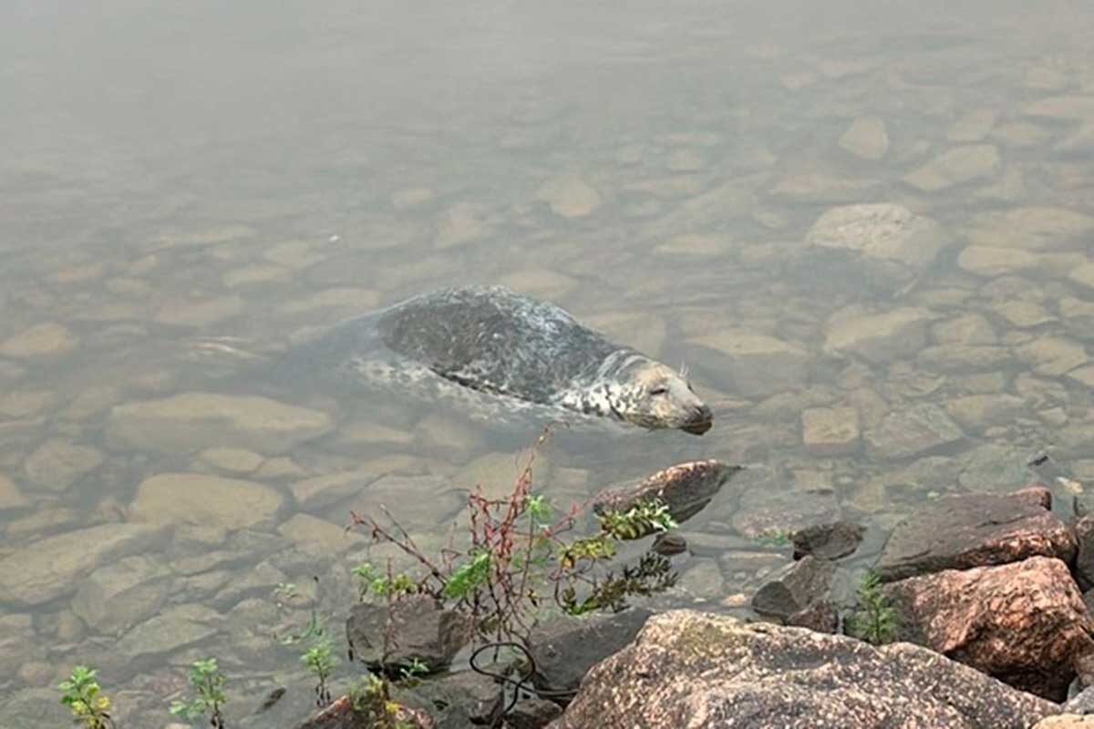 sealrescue / VK📷Оказалось, что рядом с местом отдыха ночной гостьи установлены рыбацкие сети, которые для нее сродни «безлимитному холодильнику»