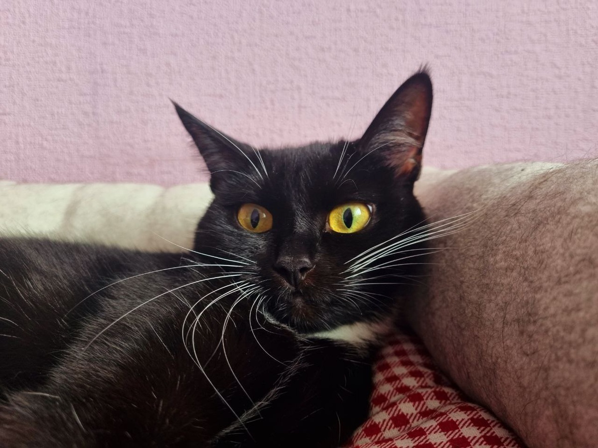 Яндекс картинки, фото отсюда m.joyreactor.cc