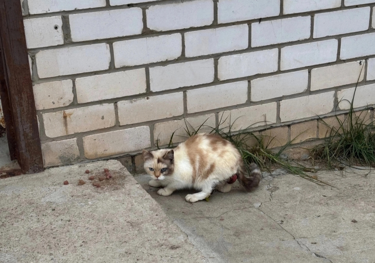 Фото автора. Вот так она подбегала к каждому кто приходил в деревенский магазин на окраине.