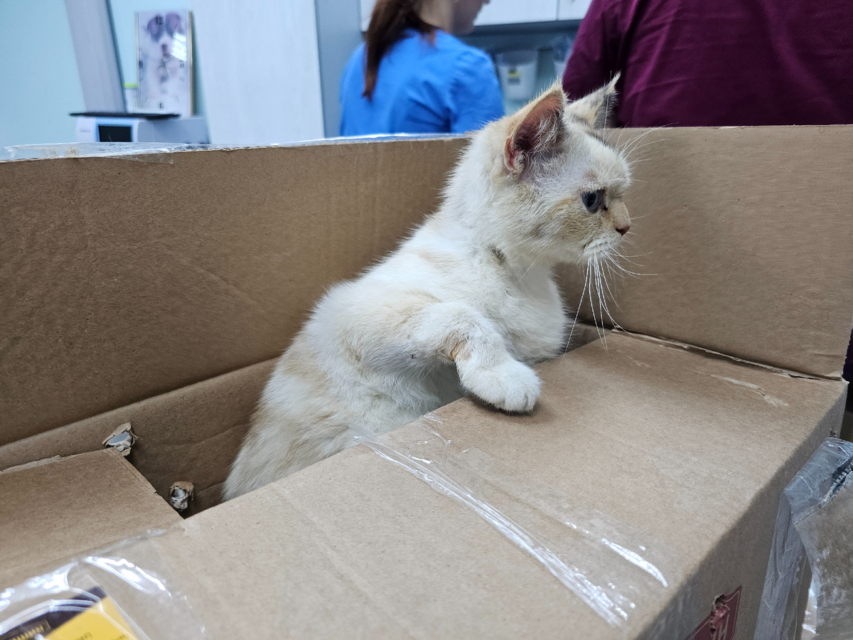 Фото автора. Забрали и привезли к врачам.