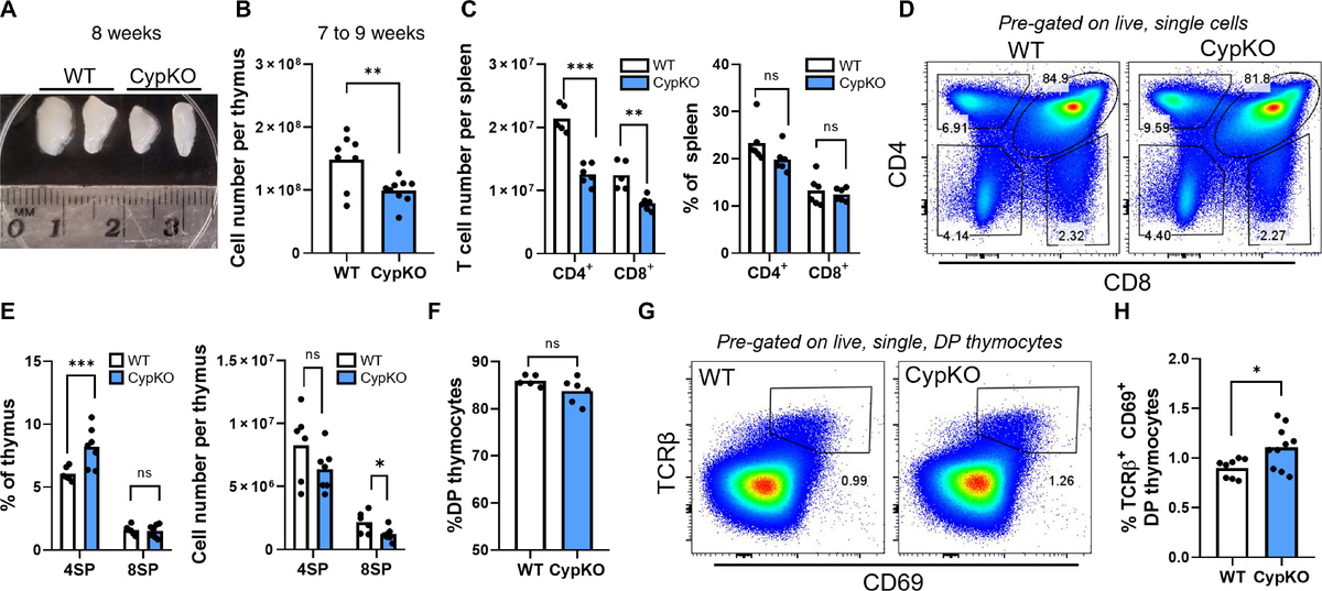 Reduced thymic cellularity and altered T cell development in CypKO mice.