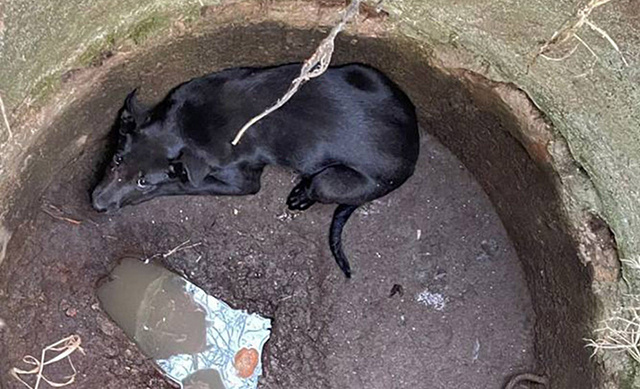 В Тверской области сотрудники МЧС спасли из колодца дворняжку