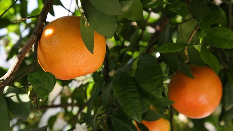 Источник: Газета.Ру