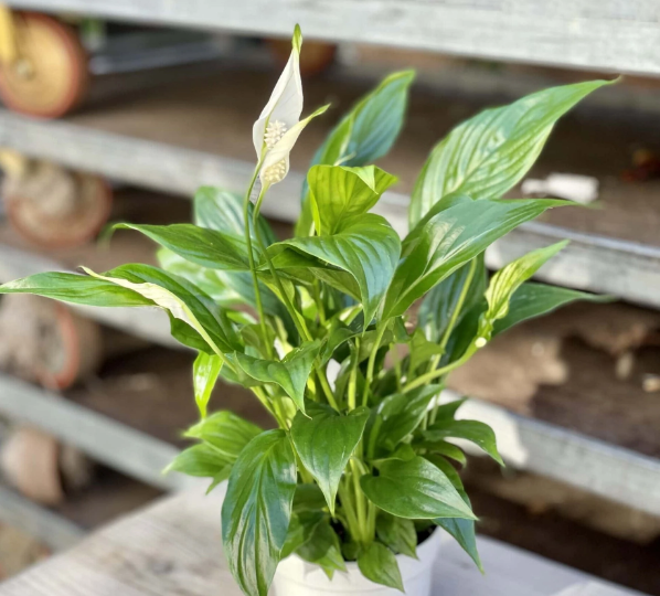 3 досадные ошибки в уходе за спатифиллумом, из-за которых он не цветёт. Напоминаю