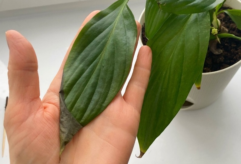 "Чернеют и сохнут листья у спатифиллума": рассказываю как быстро справиться с проблемой