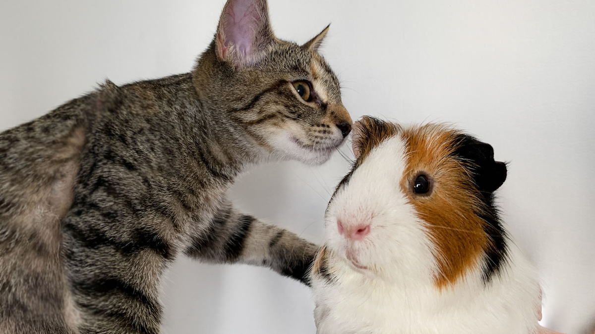 Куда теперь без этой милоты 