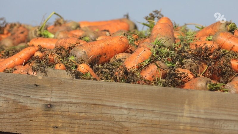      Фото: Дмитрий Ахмадуллин / / ИА «Победа26»