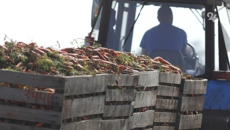    Доля моркови в общекраевой овощной корзине составляет 9% Фото: Дмитрий Ахмадуллин / / ИА «Победа26»