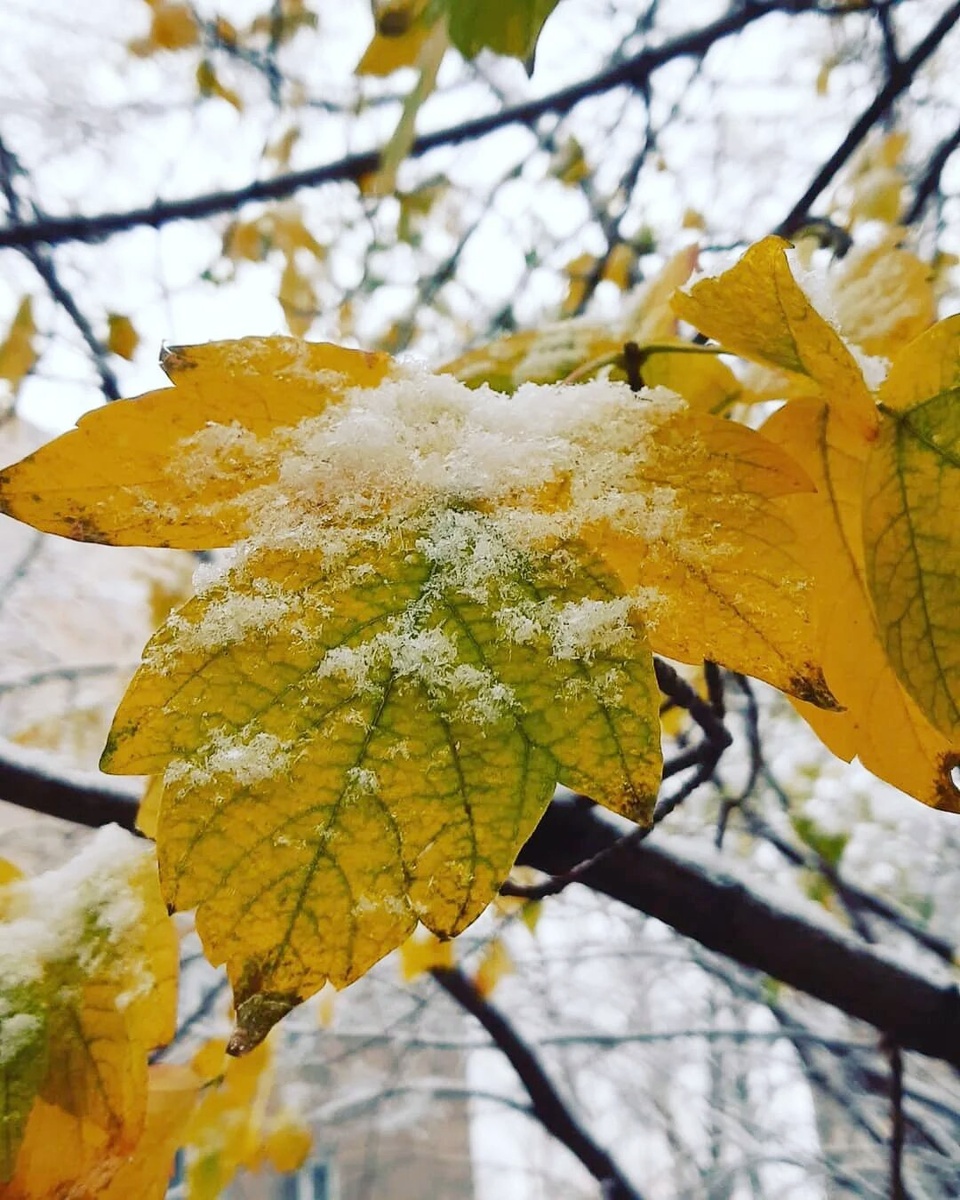 Яндекс картинки