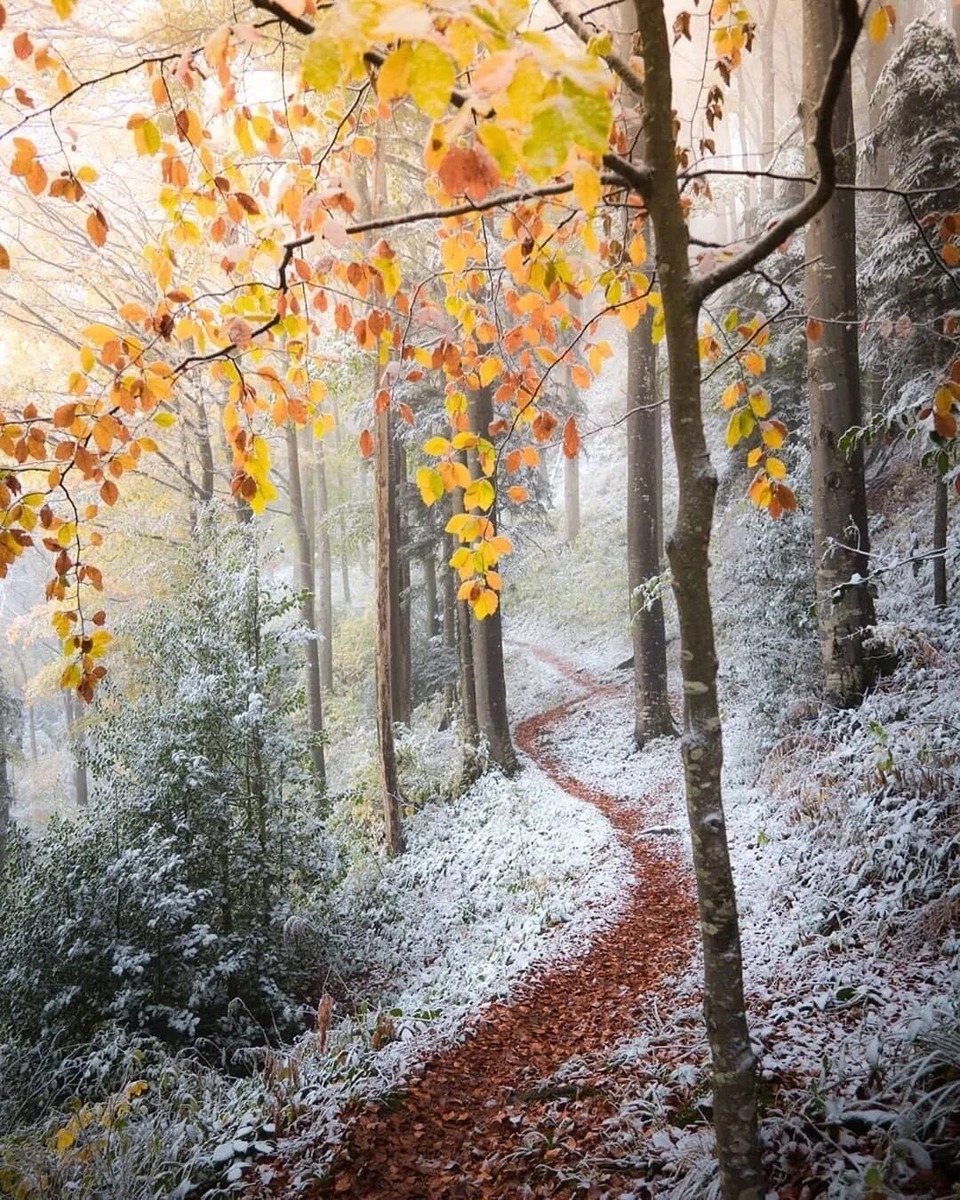 Яндекс картинки