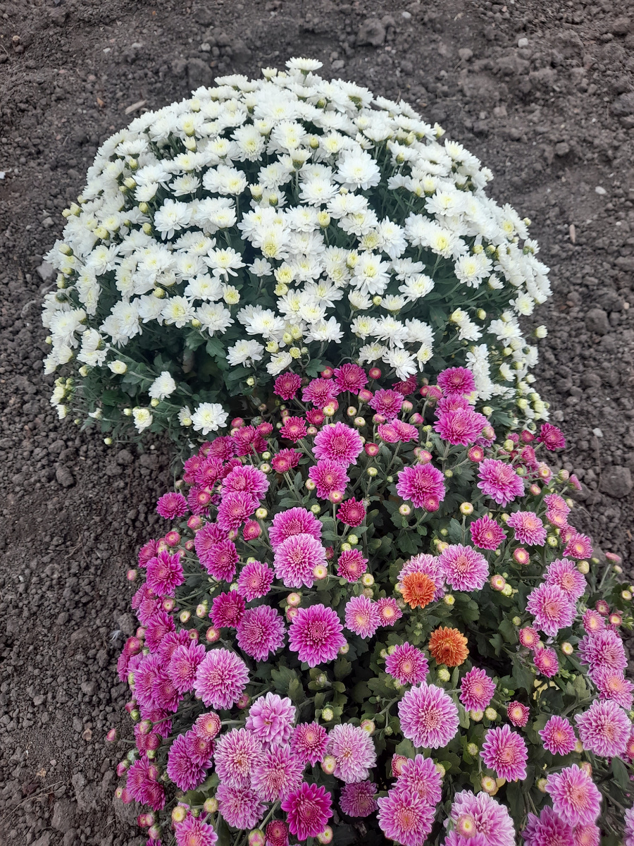 Первые которые я купила, их было два.