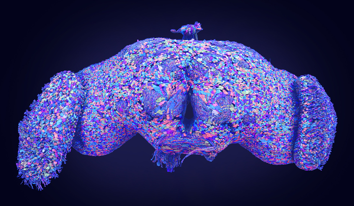   Tyler Sloan for FlyWire / Princeton University