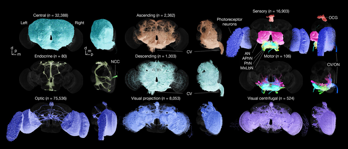     Основные надклассы нейронов дрозофилы Philipp Schlegel et al. / Nature, 2024