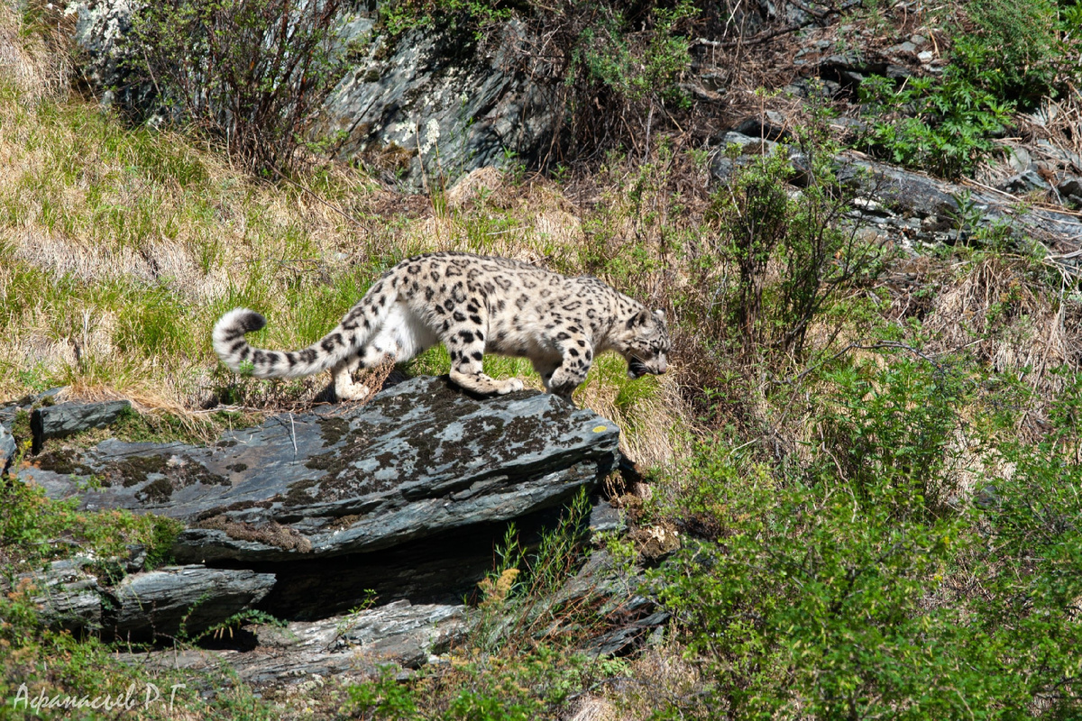 ((с) Роман Афанасьербис в Саяно-Шушенском заповеднике. 