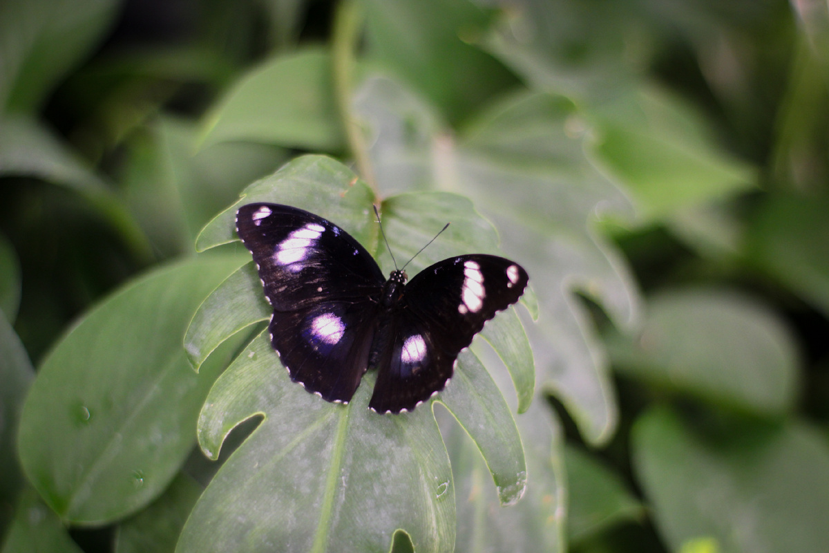 Лунная бабочка (Hypolimnas bolina) в Парке бабочек Paradise