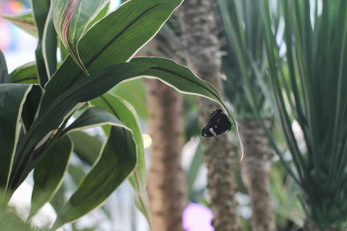 Лунная бабочка (Hypolimnas bolina) в Парке бабочек Paradise