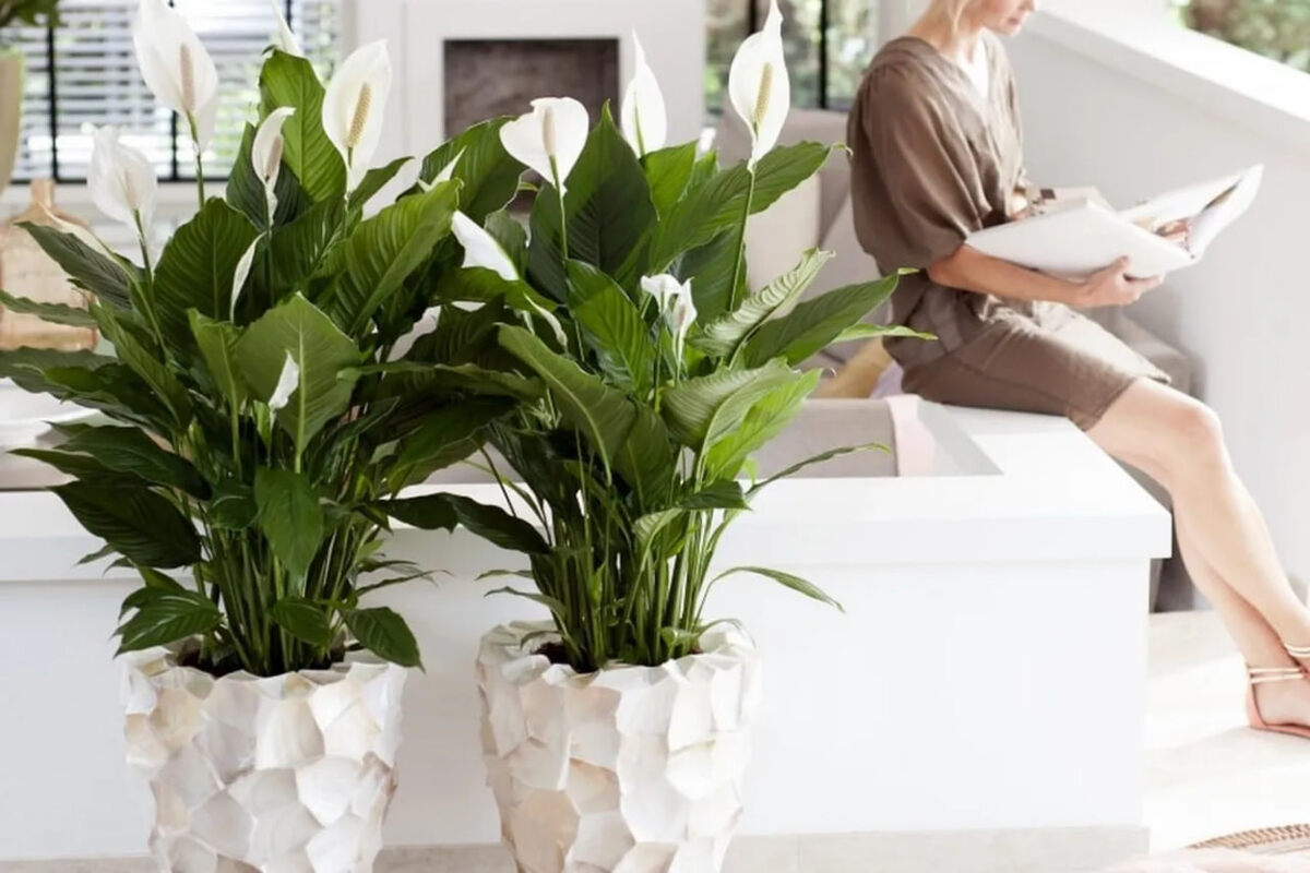     Спатифиллум и замиокулькас идут в рост: универсальная подкормка для комнатных растений