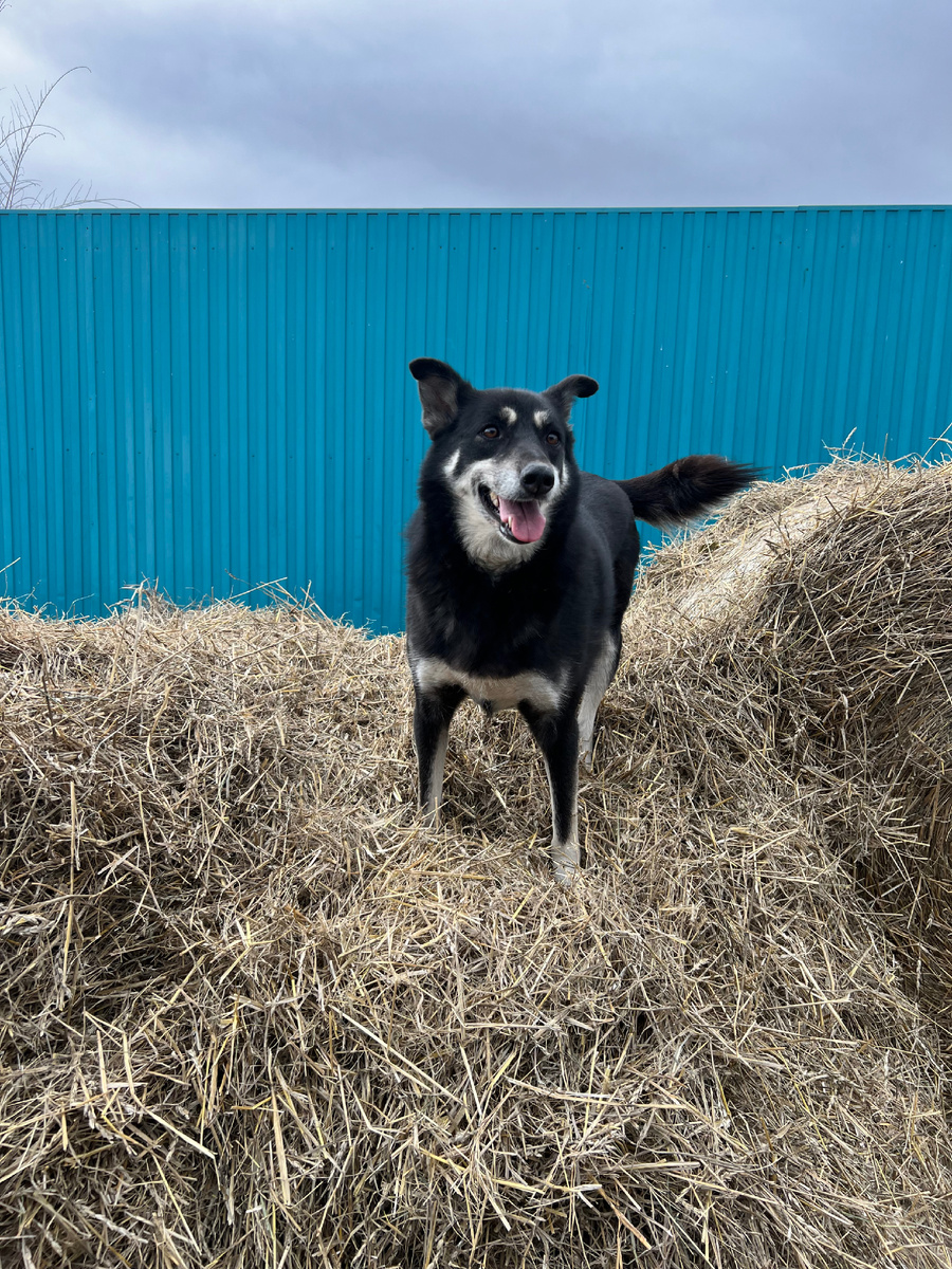 Брава на прогулке в приюте.