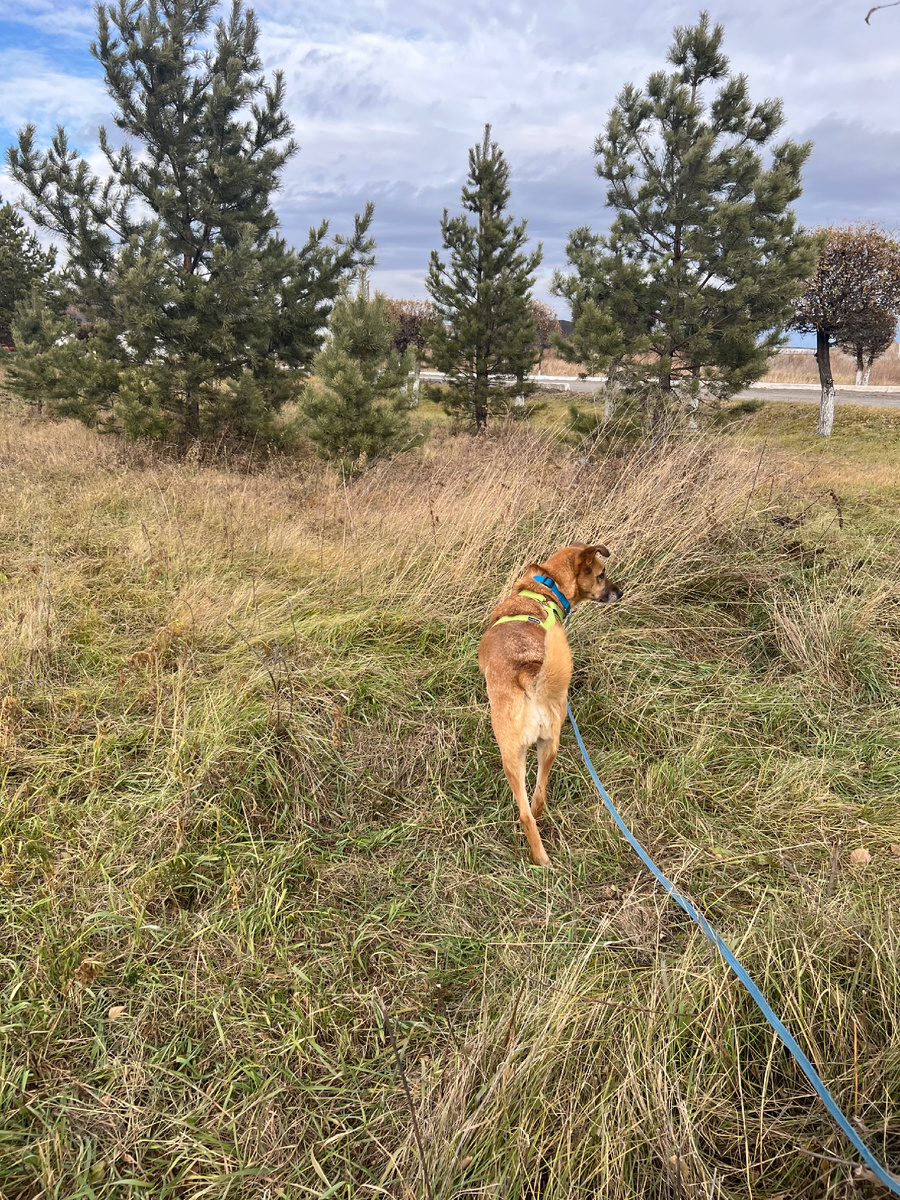 Айова на прогулке за территорией приюта.